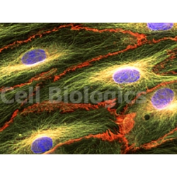 Cynomolgus Monkey Primary Small Intestinal Microvascular Endothelial Cells